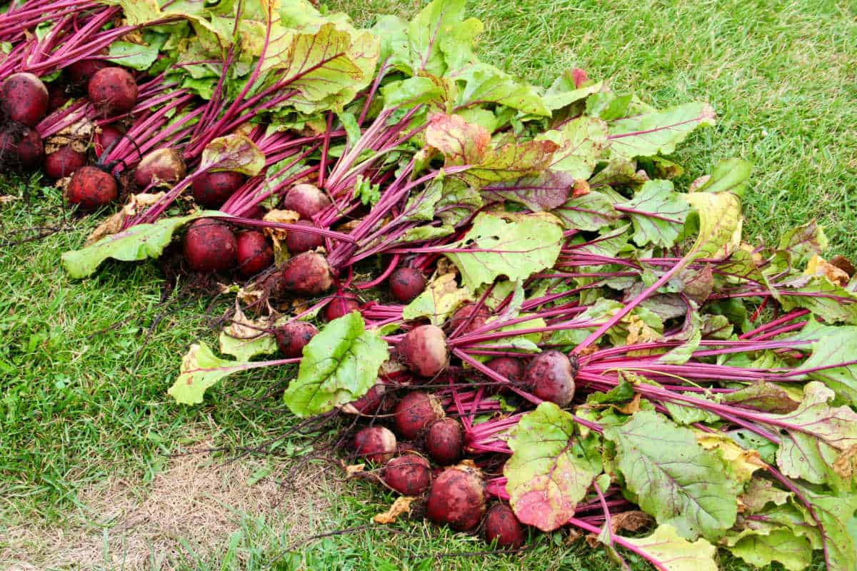 The Final Information to Rising Beets