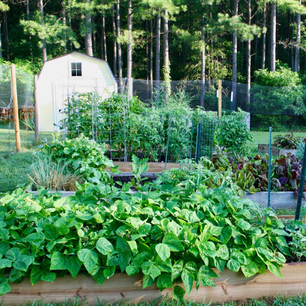 Fast and Straightforward Vegetable Gardening Ideas and Tips Anybody Can Do