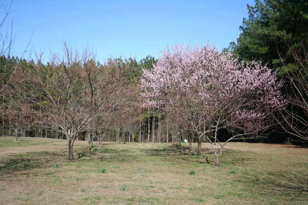 The right way to Plant a Peach Tree