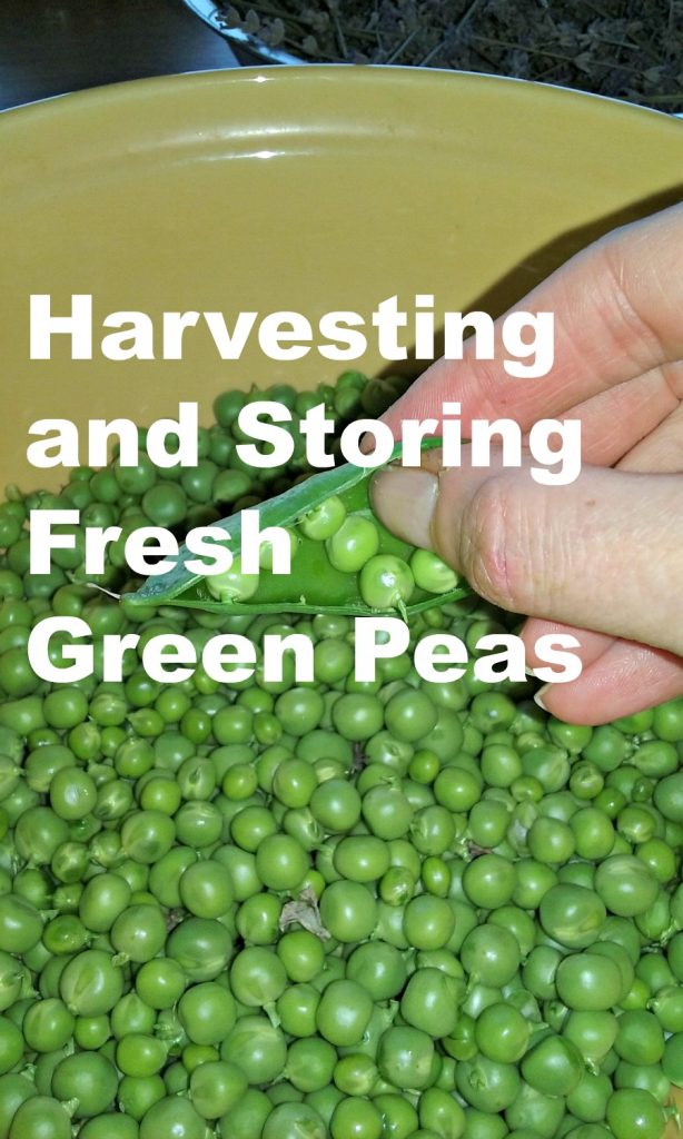 Harvesting and Storing Recent Inexperienced Peas