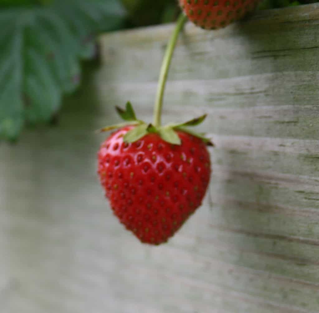 Rising Strawberry Vegetation – Dwelling Backyard Pleasure